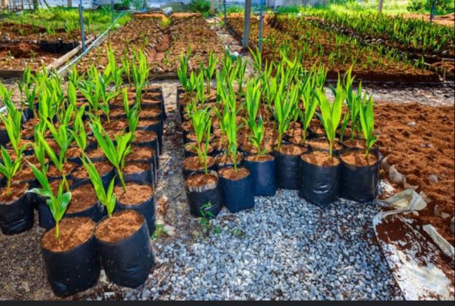 Cocopeat 